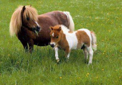 世界上最矮的马 相当于一只中型犬大小