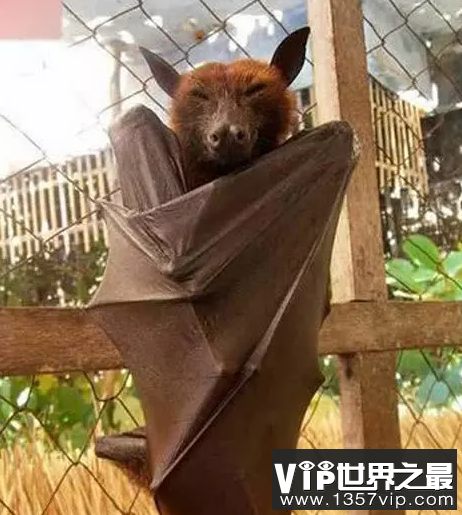 世界上最大的蝙蝠，和人一样高