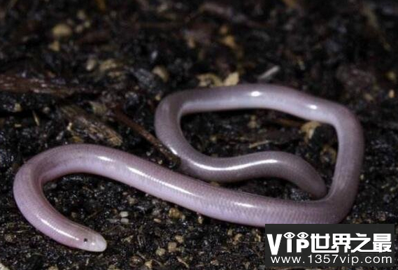 世界上最小的蛇，中国最常见的毒蛇
