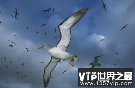 世界上最大的飞鸟可以超过3.5米