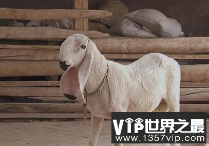 世界上最昂贵的绵羊的市场价格高达1400万元
