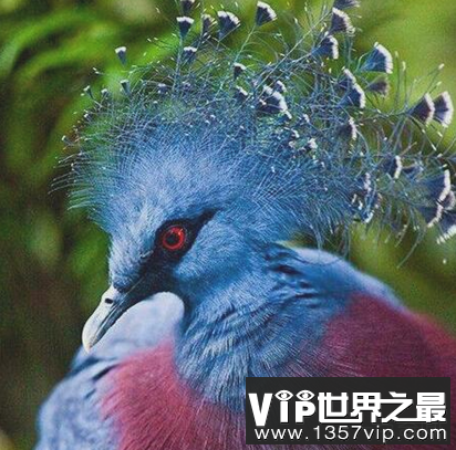 世界上最大的鸽子,维多利亚,是鸽子中的孔雀