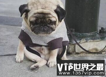 世界上最悲伤的狗的表情是如此痛苦