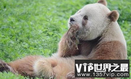 世界上唯一的棕色大熊猫黑眼圈已经褪色