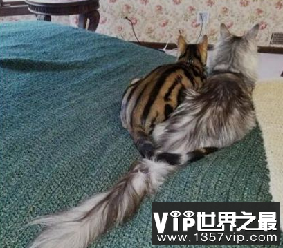 世界上最长的猫在两岁时长到44.66厘米