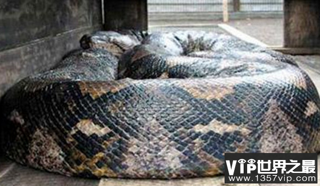 世界上最长的蛇长14.85米