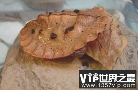 世界上最伪装的海龟看起来像一片宽阔的枯叶