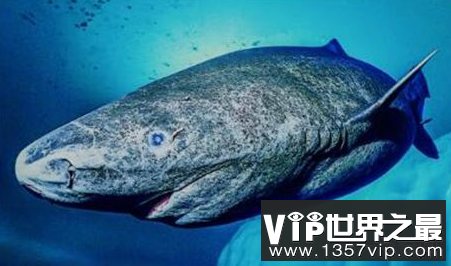 格陵兰,世界上最长的鲨鱼,可以活到400岁