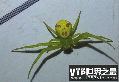 世界上最奇怪的蜘蛛有一个看起来像脸的图案