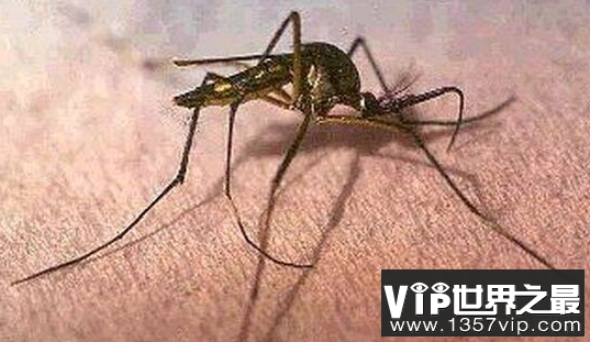 世界上最大的蚊子是3.5厘米长,但喜欢吃其他蚊子