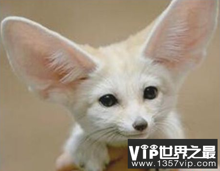 世界上最小的狐狸像小猫一样长30厘米