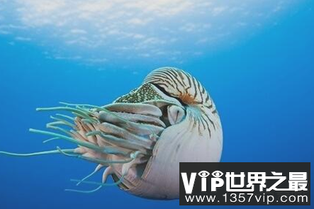 世界上最古老的海螺已经在地球上生活了5亿年