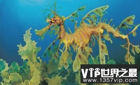 世界上最伪装的海龙就像漂浮在水中的海藻