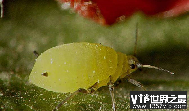 世界上最快的昆虫蚜虫可以在4到5天内繁殖