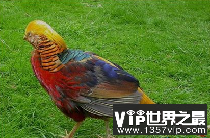 世界上最美丽的鸡,红腹,有彩虹的颜色和羽毛