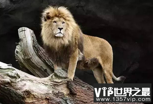 世界上最小的狮子索马里狮子的最大体长不到2米
