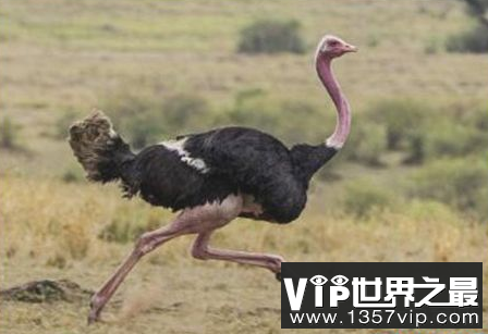 世界上最大的鸟类和鸵鸟不能飞到3米,但是跑步的能力是惊人的
