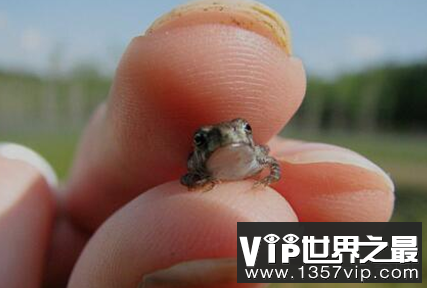 世界上最小的青蛙仅长7.7毫米
