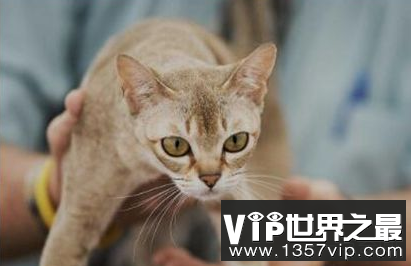 新加坡猫是世界上最小的猫很少超过5斤,它们自带眼线