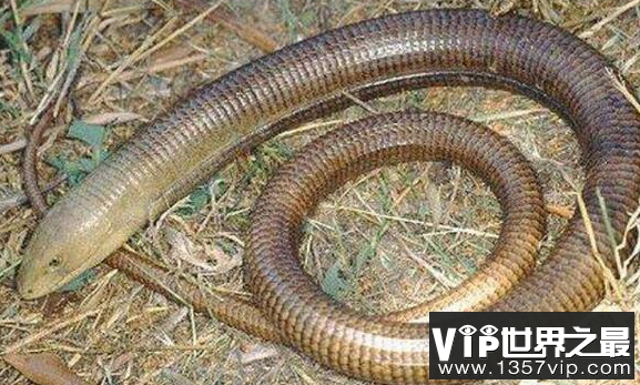 世界上最奇怪的蛇玻璃蛇可以在被切断后再生长