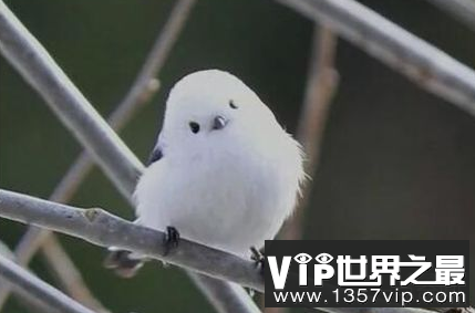 世界上最可爱的鸟银喉长尾山雀羽毛洁白柔软如糯米球