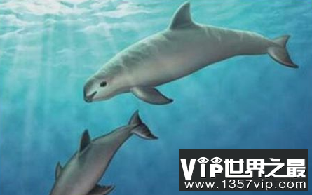 世界上最小的海豚和海豚的平均体长小于1.5米,只有30只