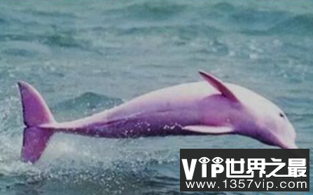 世界上最美丽的海豚是非常美丽的粉红色