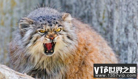 世界上最凶猛的猫Palas猫是凶猛的