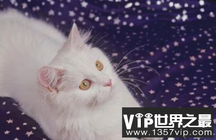 土耳其,世界上最古老的猫,起源于16世纪