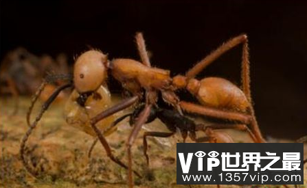 世界上最可怕的蚂蚁可以摧毁一支军队