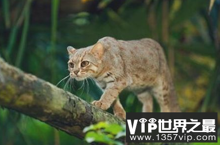 世界上最小的野猫生锈了,豹猫的重量不超过4斤
