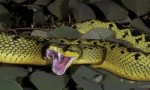 世界十大毒蛇 其中死亡蝰蛇能在0.13秒内发起两次攻击