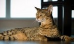 世界上最贵的十大猫品种 阿瑟拉猫（售价66万人民币）位居第一