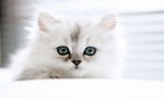 世界上最漂亮的十大猫品种 波斯猫排在第一