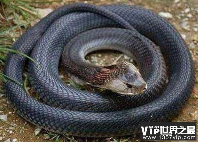 蛇