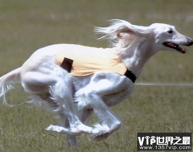 萨路基猎犬