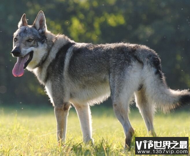 捷克狼犬