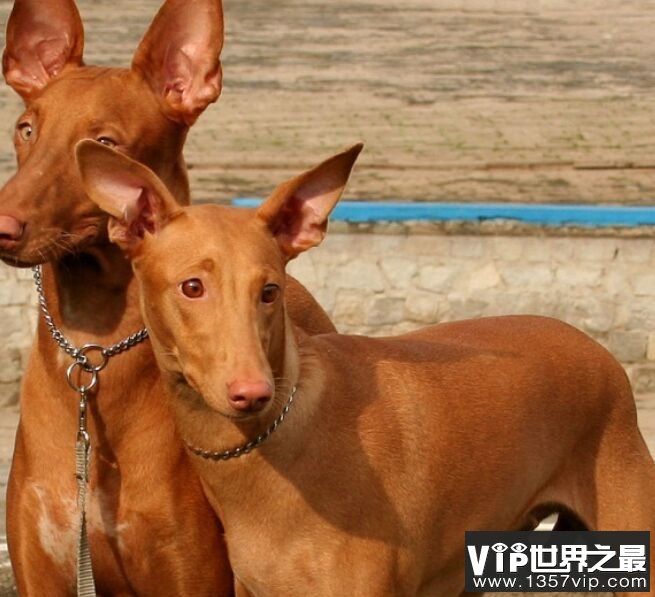 法老王猎犬