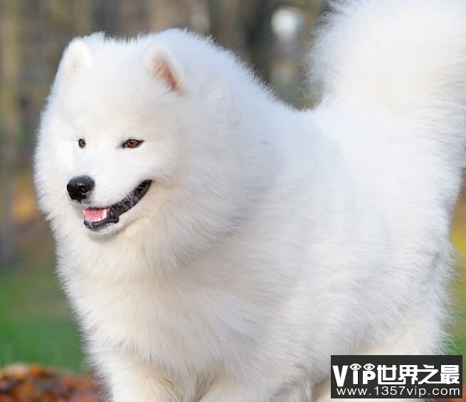 萨摩耶