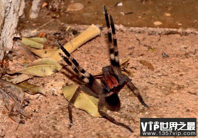 巴西漫游蜘蛛