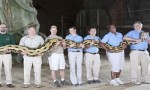 世界上最长的蛇TOP10 网纹蟒（体长10米）位居第一
