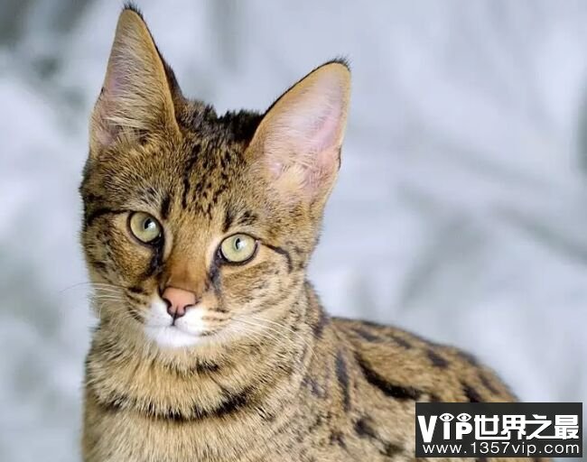 萨凡纳猫