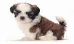 世界上最小的狗TOP10 西施犬位居榜首