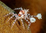 世界上最怪异的螃蟹 螃蟹都长的这么搞笑吗