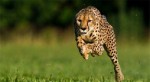 速度最快的十种动物 猎豹稳居榜首