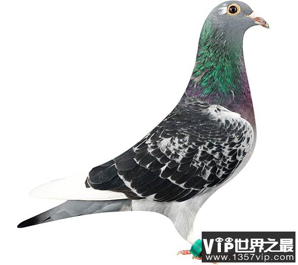 归巢鸽