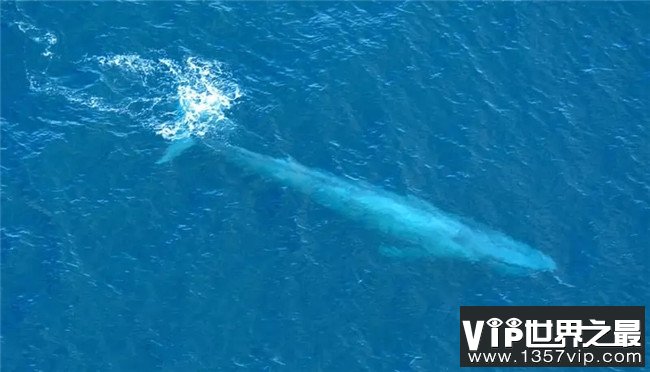 世界上最重的动物 蓝鲸重达410000磅
