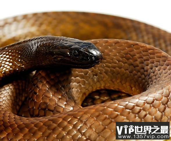 内陆大班蛇