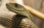 世界上最酷的10条蛇 你知道会飞的蛇吗