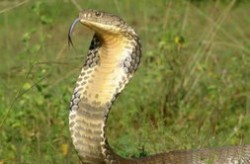 世界上最毒的动物 眼镜王蛇只能排倒数第一